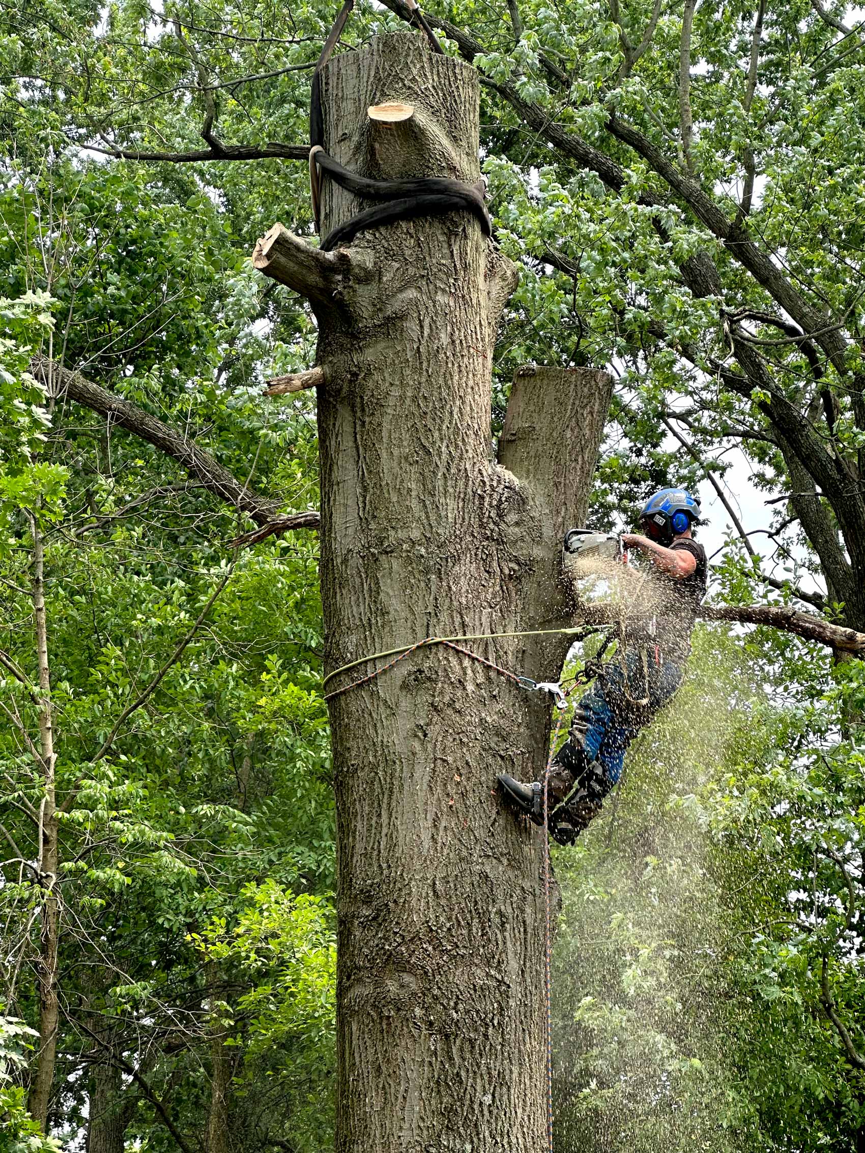 large tree removal Wadsworth Ohio