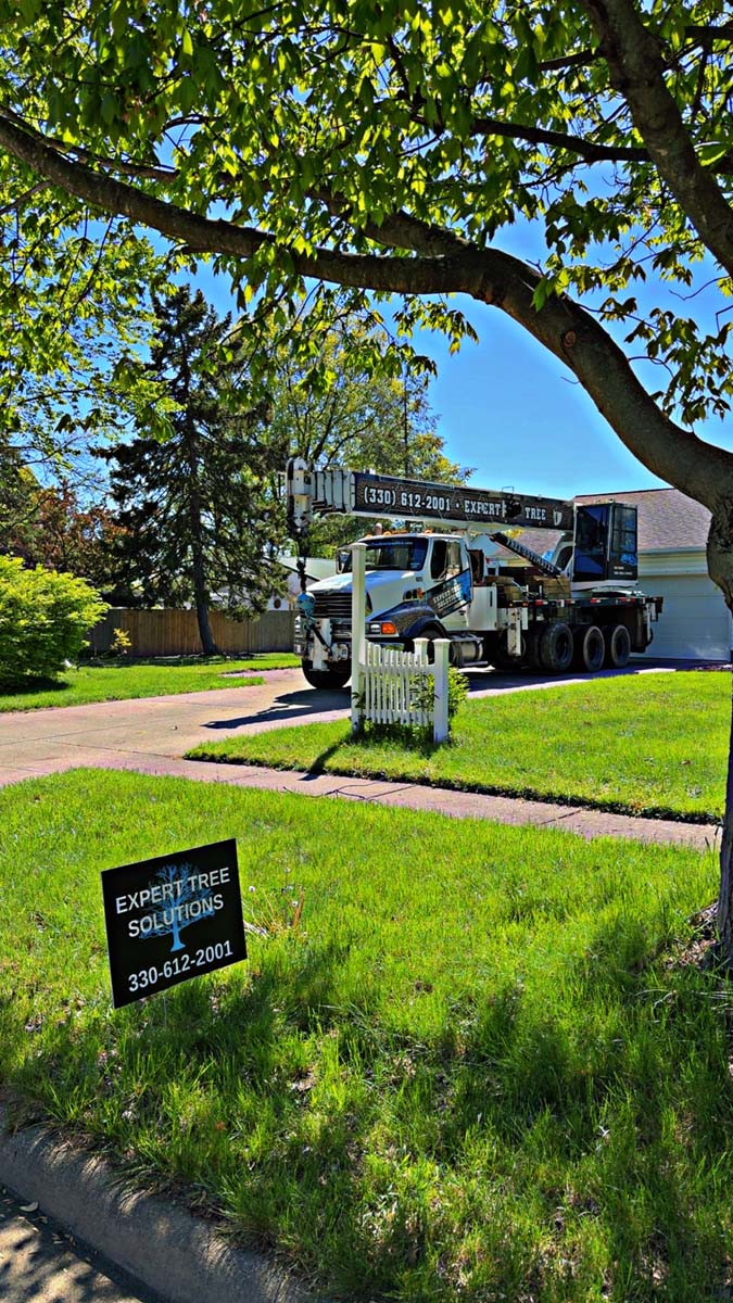 expert tree solutions in residential driveway