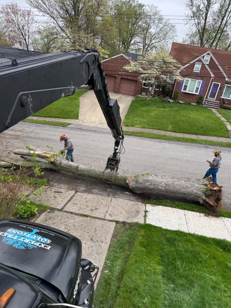Our Tree Service Process | Expert Tree Solutions
