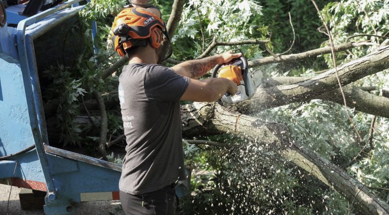 tree removal with chain saw by professional arborist