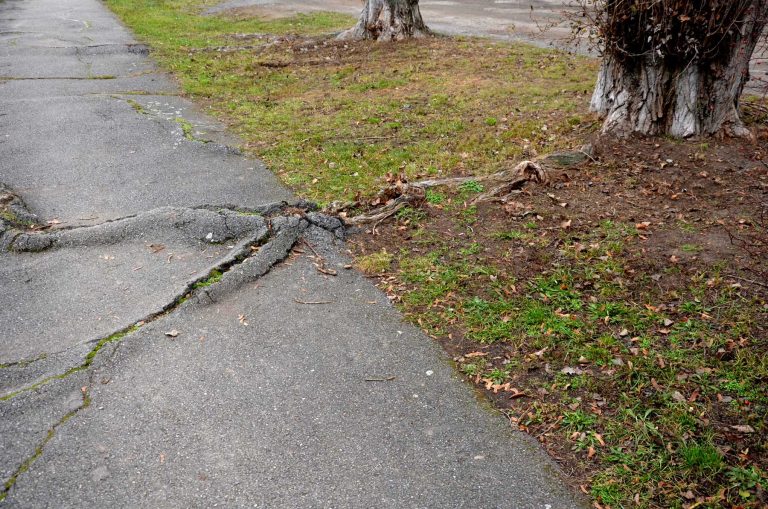 tree roots damage driveway