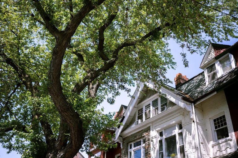 Tree that needs trimming in a residential area