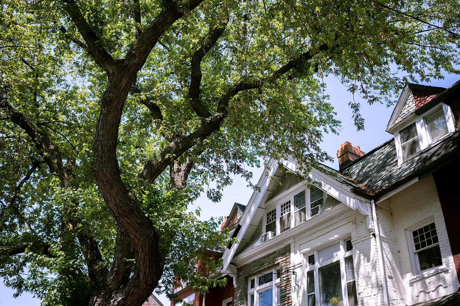 Tree that needs trimming in a residential area