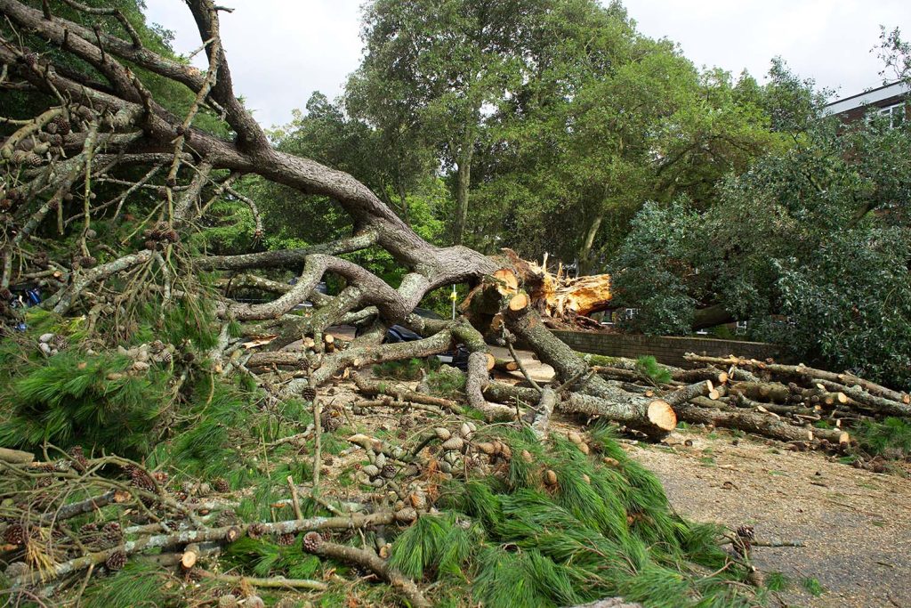 tree damage from a spring storm