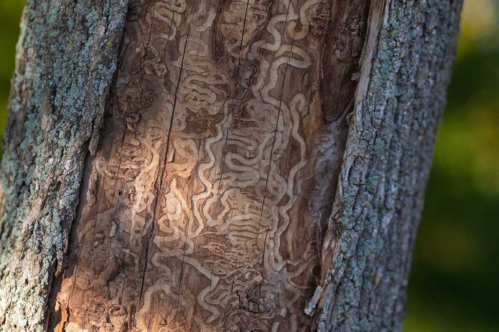 Close up macro of trunk of a dead tree damaged by emerald ash bo